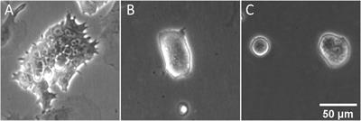 Covariation of Pluripotency Markers and Biomechanical Properties in Mouse Embryonic Stem Cells